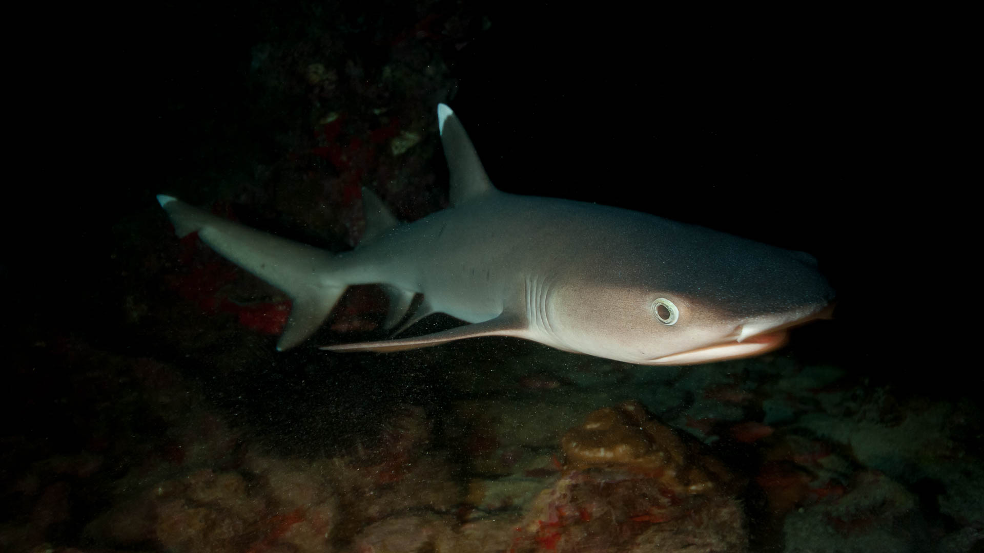 White Tip Reef Shark at black Night (Cocos Island, Unterwasserfotografie)