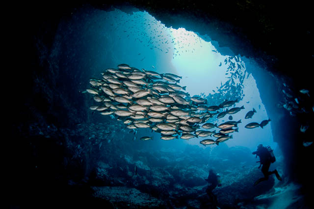 unterwasserfotografie kurs - unterwasseraufnahme fischschwarm vor höhlenausgang