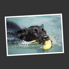 hund beim schwimmen