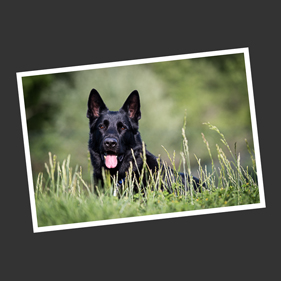 hundeportrait schwarzer schäferhund im gras