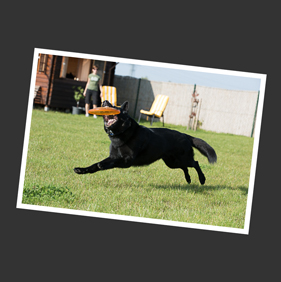 hütehund fangt frisbee