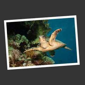 wasserschildkröte unterwasser fotografiert