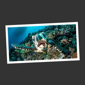 livingphotos unterwasserfoto schildkröte