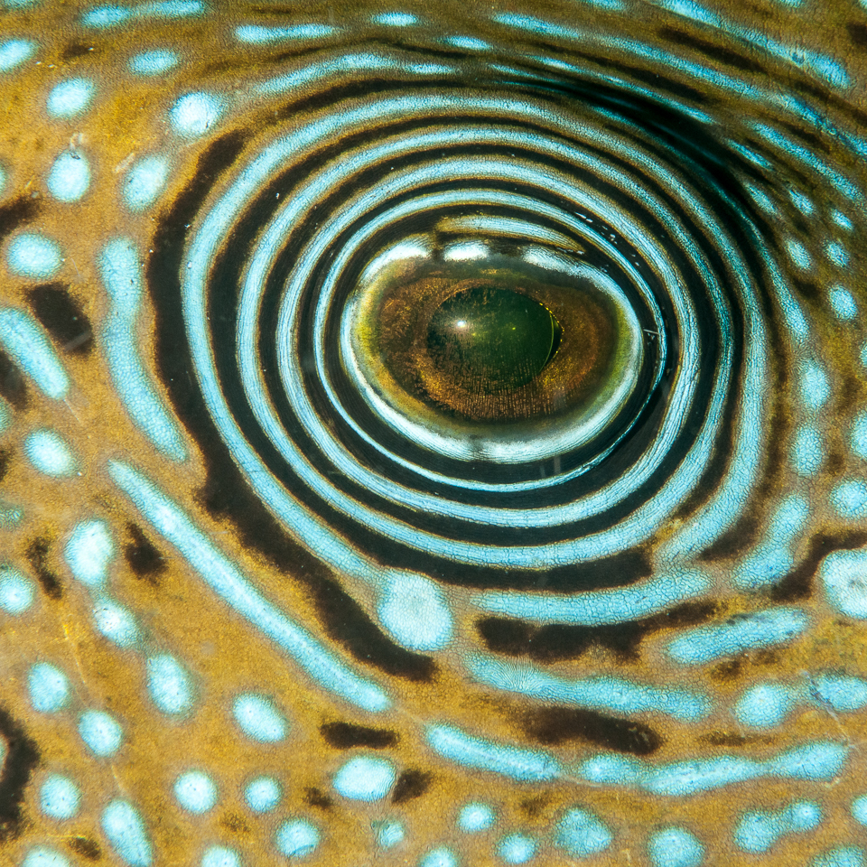Bilder zum Mieten, Fotografien mieten statt kaufen, Auge eines Kugelfisch - Makroaufnahme