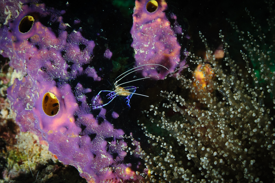 Bilder Mieten - Unterwasser Krabbe