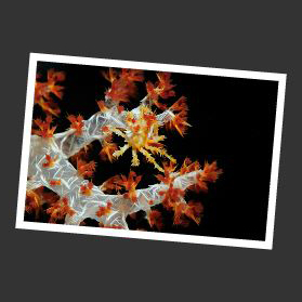 koralle makrofoto wasserpflanze