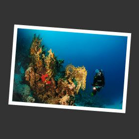 korallenriff mit taucher