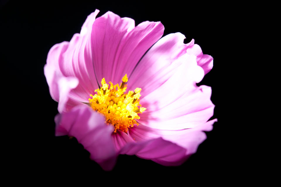 Fotografieren mit Blitz - Blume vor schwarzem Hintergrund