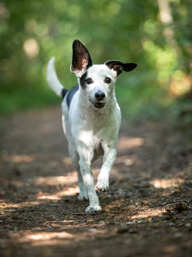 Hund fotografieren lernen - Portrait eines Hundes