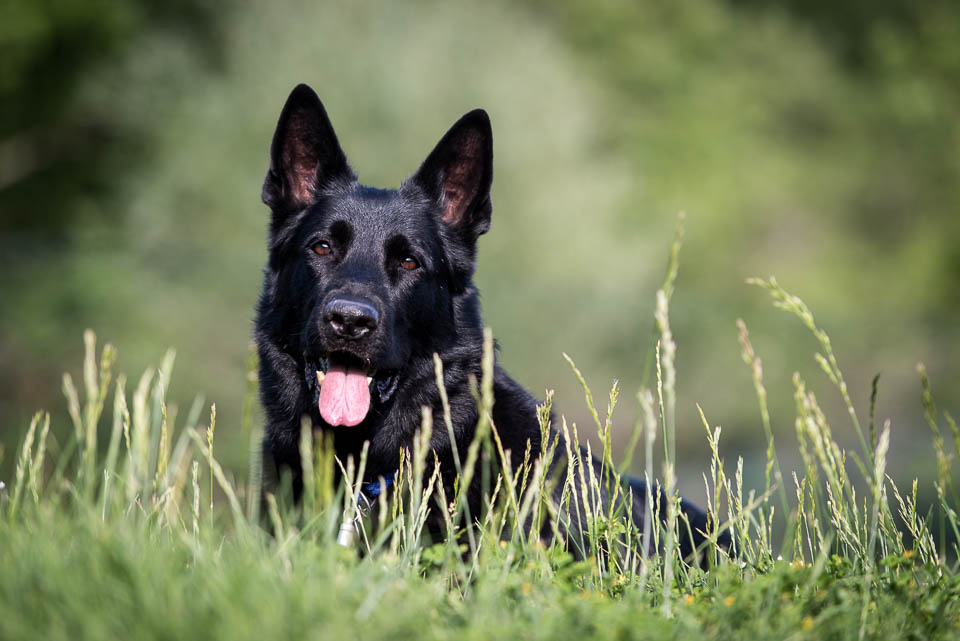Portrait eines schwarzen Schäferhundes der im Hohen Gras liegt