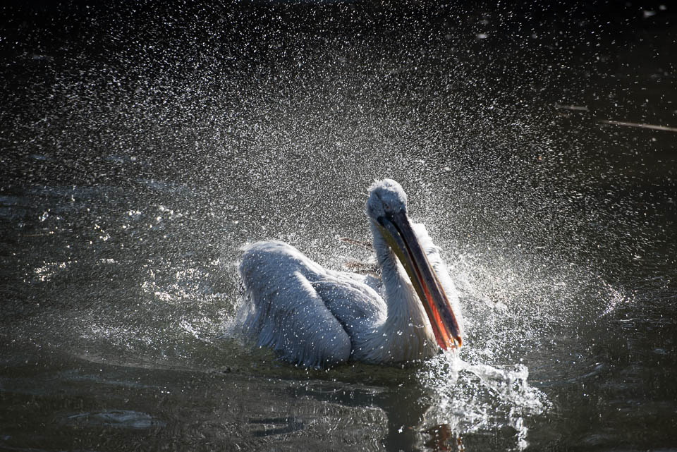 Fotoworkshop im Tiergarten - Schwan mit Wassertropfen