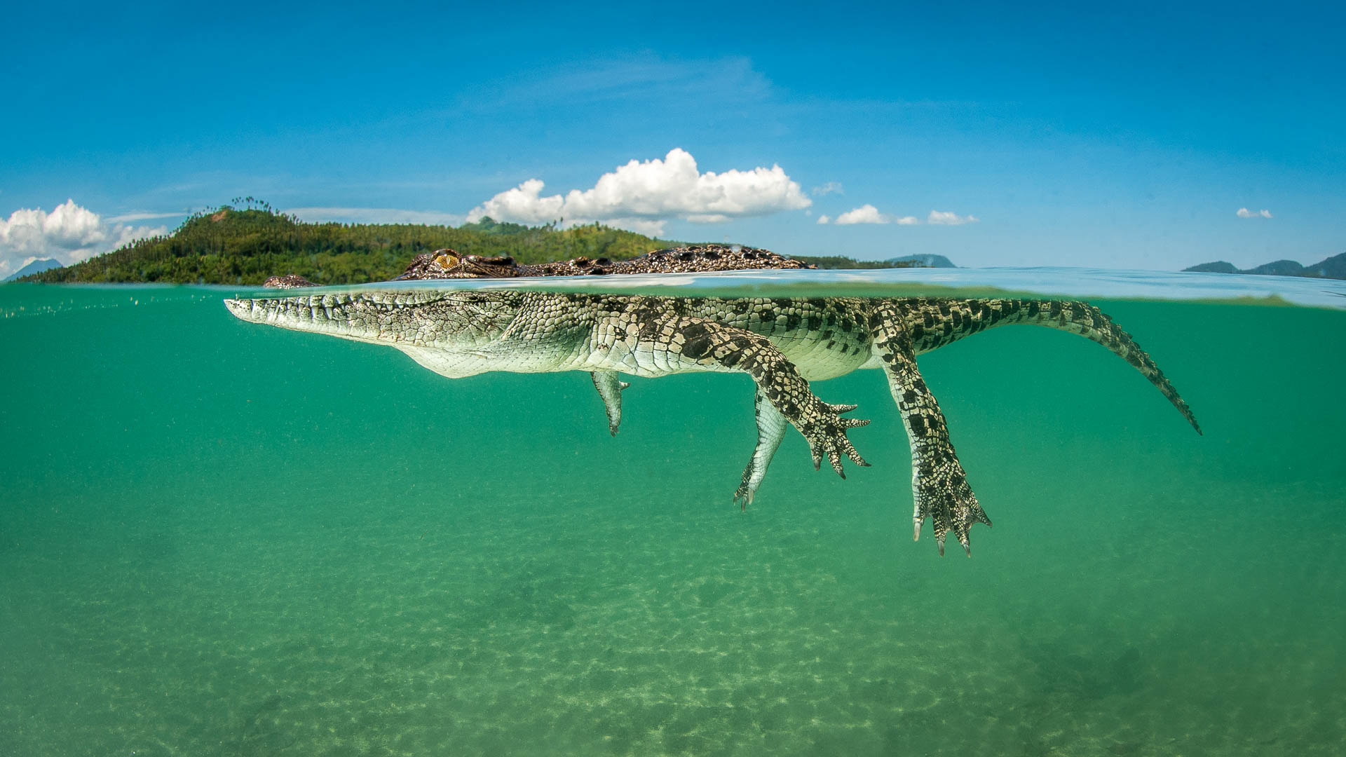 Leistenkrokodil (Papua Neu Guinea, Unterwasserfotografie)