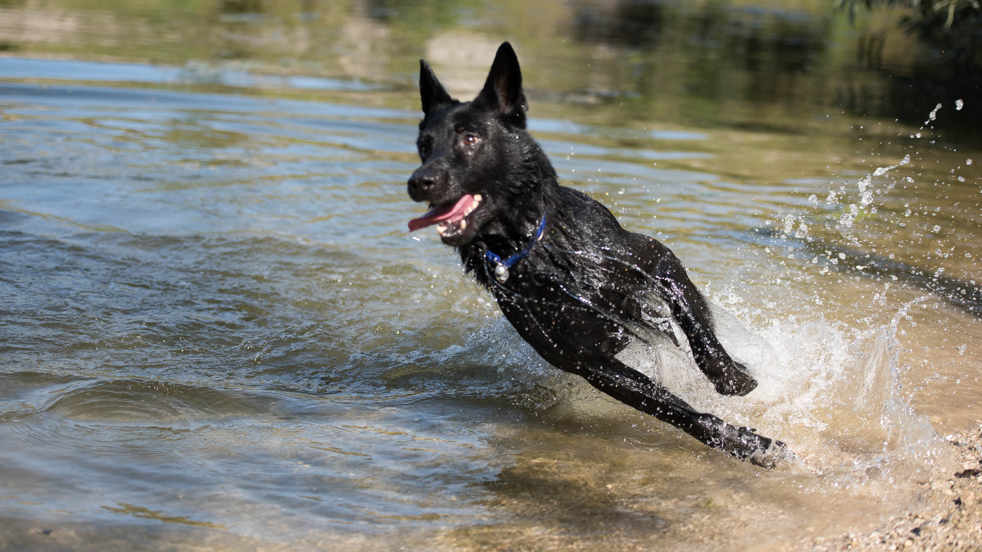 Vollgaaaaas! (Hundefotografie)