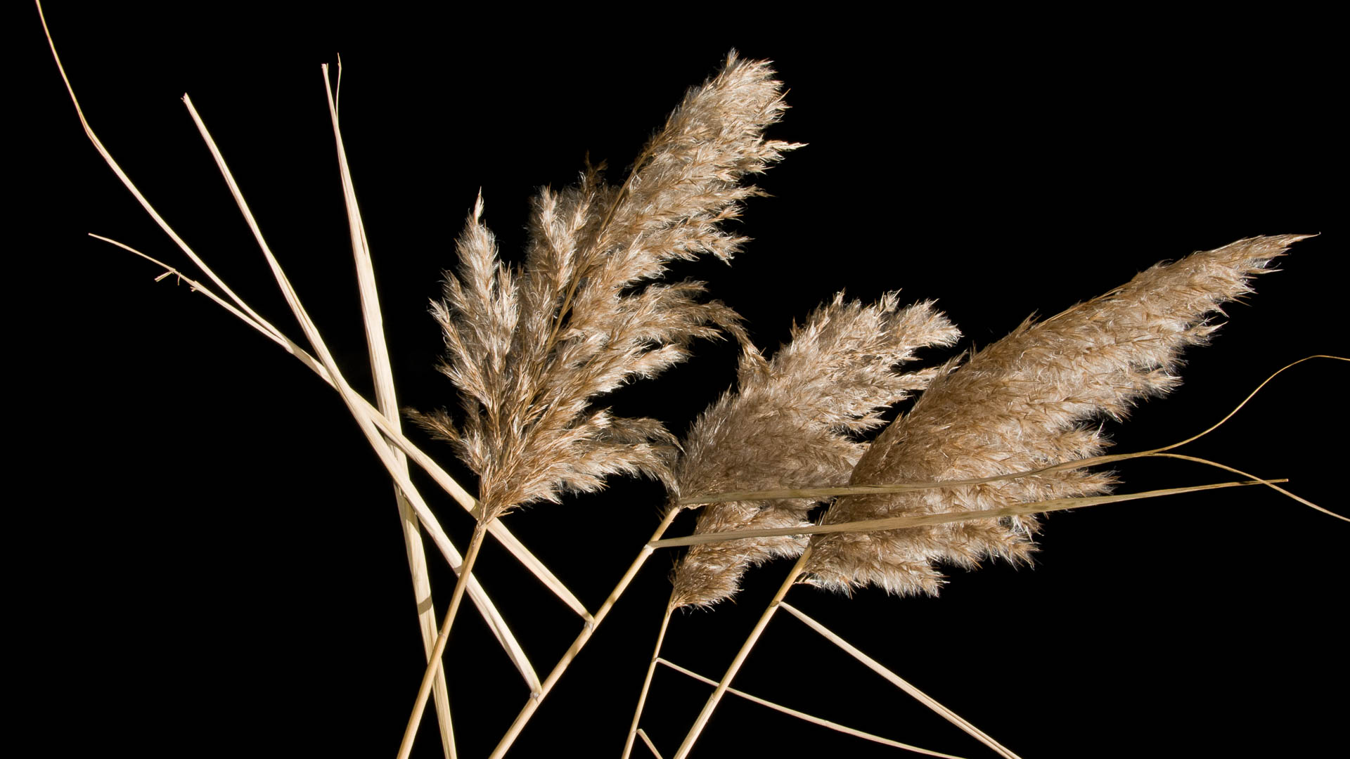 Das leise Rauschen des Schilfes