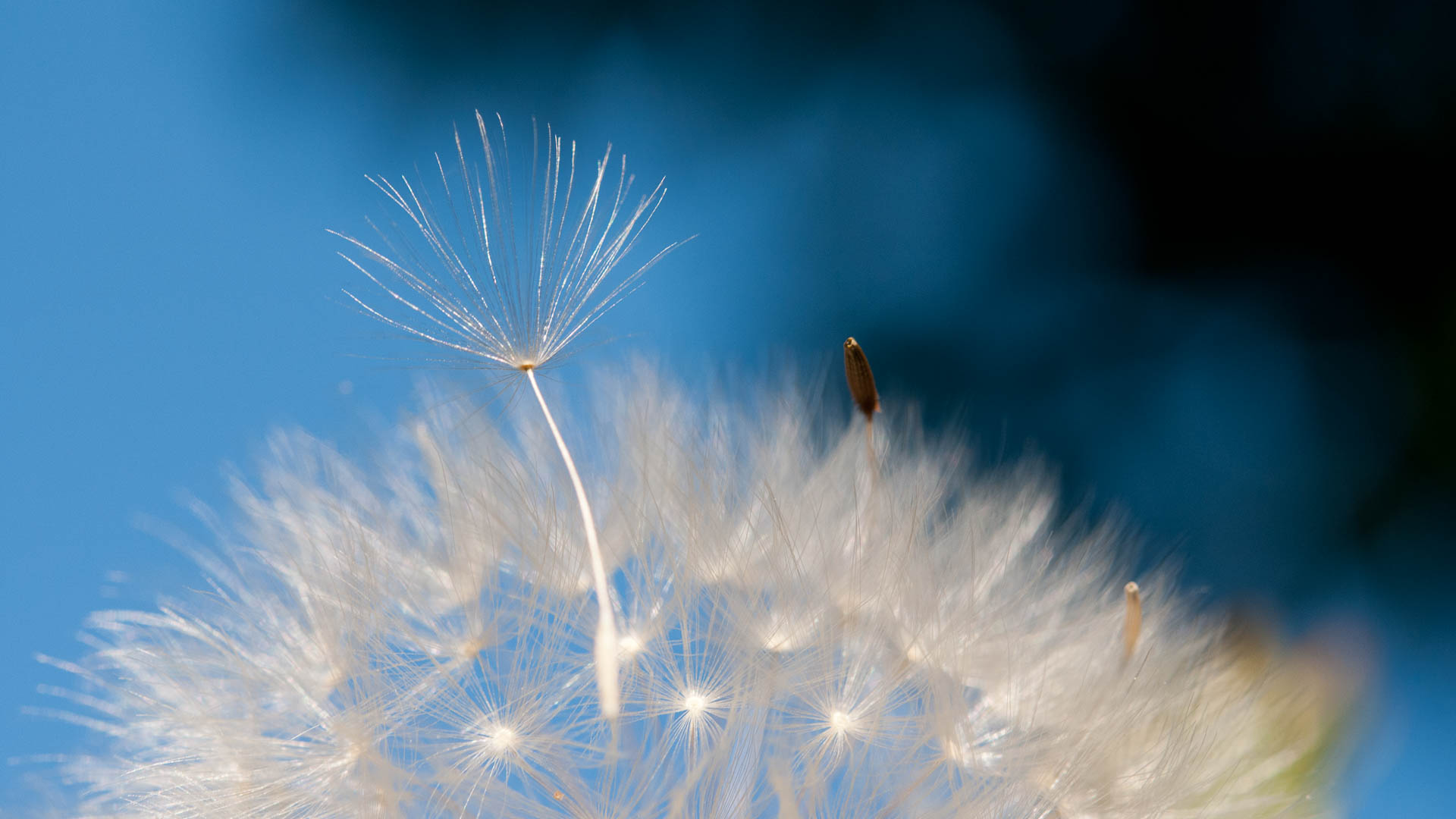 Ein Samen im Himmel