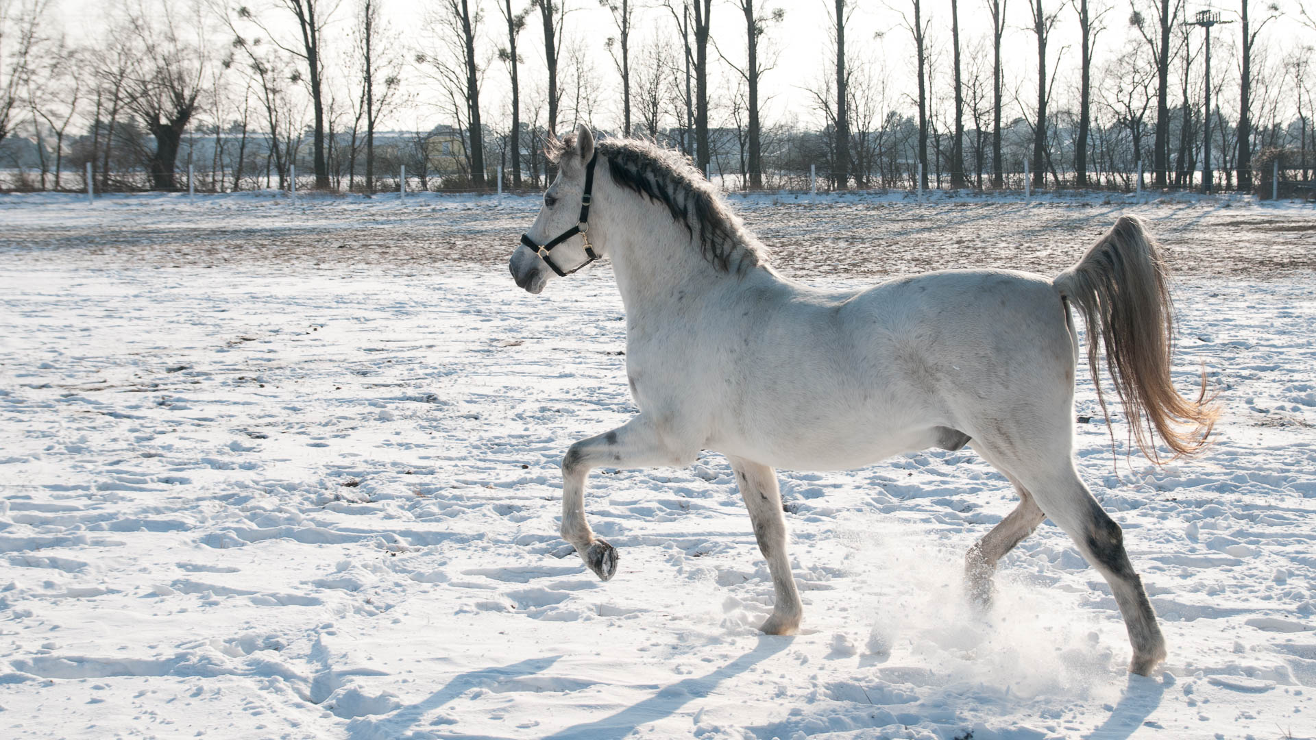 White Beauty (Tierfotografie)