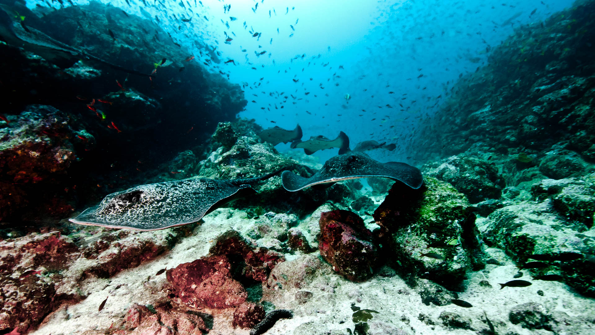 Marmorrochen-Schwadron (Cocos Island, Unterwasserfotografie)