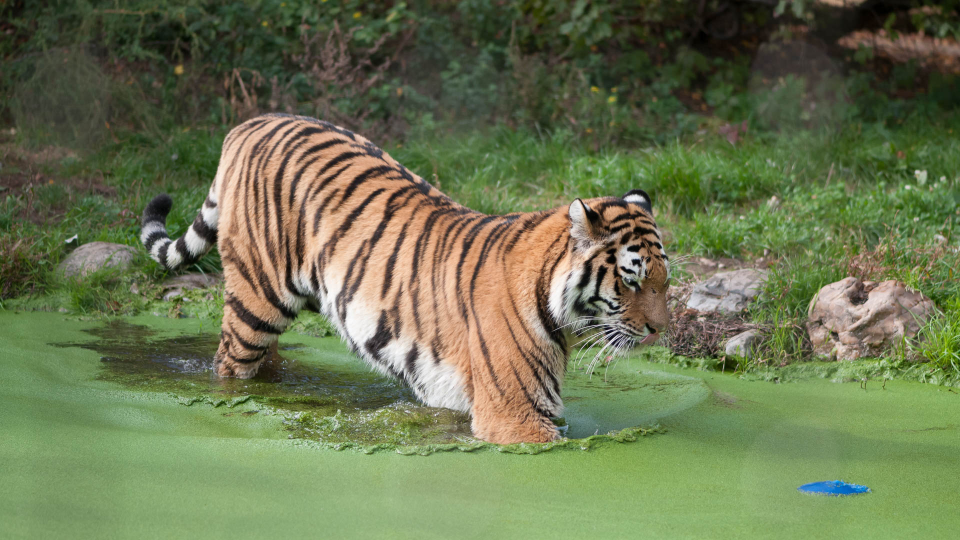 Auch Katzen mögen‘s nass! (Tierfotografie)