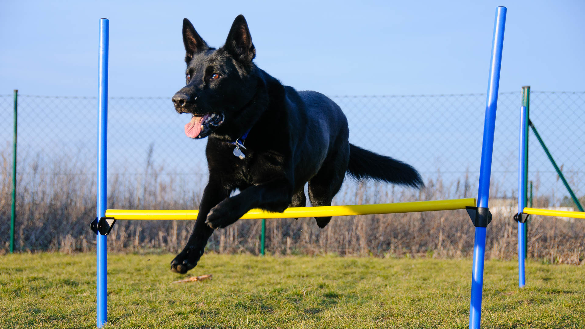 Hinterheeeer! (Hunde-Action-Shooting)